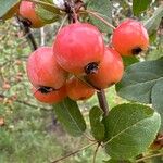 Malus baccata Gyümölcs