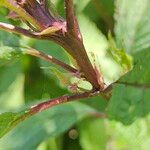 Eutrochium maculatum Corteza