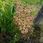 Rubus urticifolius Fruit