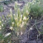 Hordeum marinum Flower