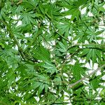Acer palmatum Lehti