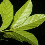 Paullinia pinnata Leaf