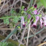 Fumaria gaillardotii Habit