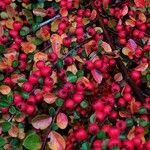 Cotoneaster nan-shan ഫലം