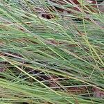 Schoenus nigricans Rinde