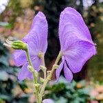 Aconitum variegatumΛουλούδι