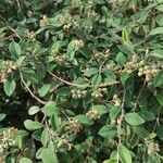 Cotoneaster pannosus Meyve