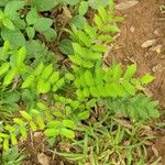 Cnestis corniculata Leaf