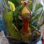 Nepenthes mirabilis Blad