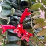 Aeschynanthus radicans Flower