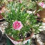 Dianthus caryophyllusപുഷ്പം