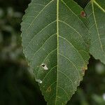 Ficus lateriflora पत्ता