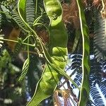 Albizia julibrissin Fruit