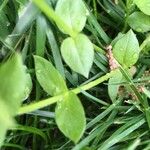 Cerastium diffusum Lapas