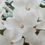 Rhododendron niveoflorum