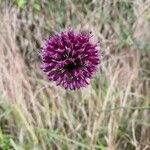 Allium sphaerocephalonFlower