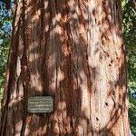 Sequoia sempervirens Corteccia