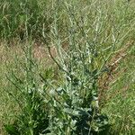 Cichorium intybus Habitus