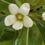 Pittosporum tobira Flower