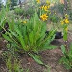 Wyethia angustifolia Leaf