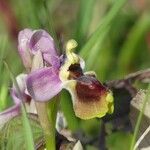 Ophrys tenthredinifera Цвят