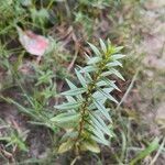 Ammannia baccifera 葉