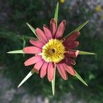 Tragopogon crocifolius 花