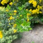 Genista monspessulana Hoja