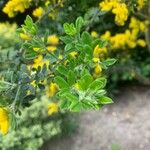 Genista monspessulana 葉