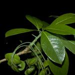 Terminalia lucida Froito
