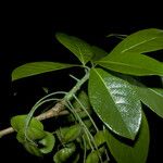 Terminalia lucida Fruit