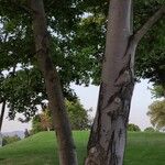 Liquidambar formosana Συνήθη χαρακτηριστικά