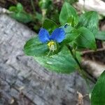 Commelina communisÕis