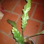 Campyloneurum brevifolium Φύλλο