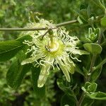 Passiflora affinis