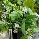 Jasminum sambac Blad