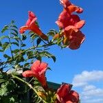 Campsis grandiflora Kvet