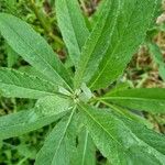 Cirsium altissimum Лист