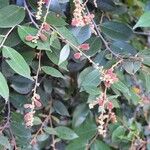 Licania incana Fruchs
