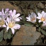 Lewisia brachycalyx 花