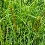 Carex vulpinoidea Blomma