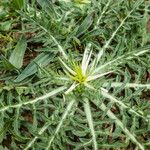 Centaurea solstitialis Libunga