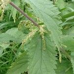 Urtica dioica Ліст