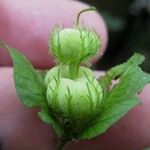 Dalechampia scandens Fruto
