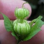 Dalechampia scandens Frucht