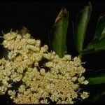 Oenanthe sarmentosa Flower