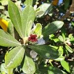 Pittosporum crassifoliumപുഷ്പം