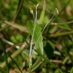 Littorella uniflora Drugo