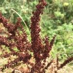 Rumex obtusifolius Blüte