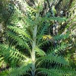 Cirsium jorullense Leaf